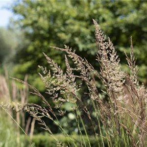 WIE GRäSER DEN GARTEN AUFWERTEN!