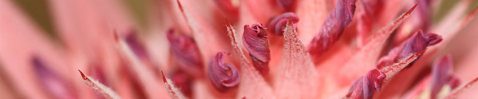 Pflanze des Monats Januar: Bromelie