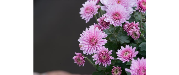 CHRYSANTHEME