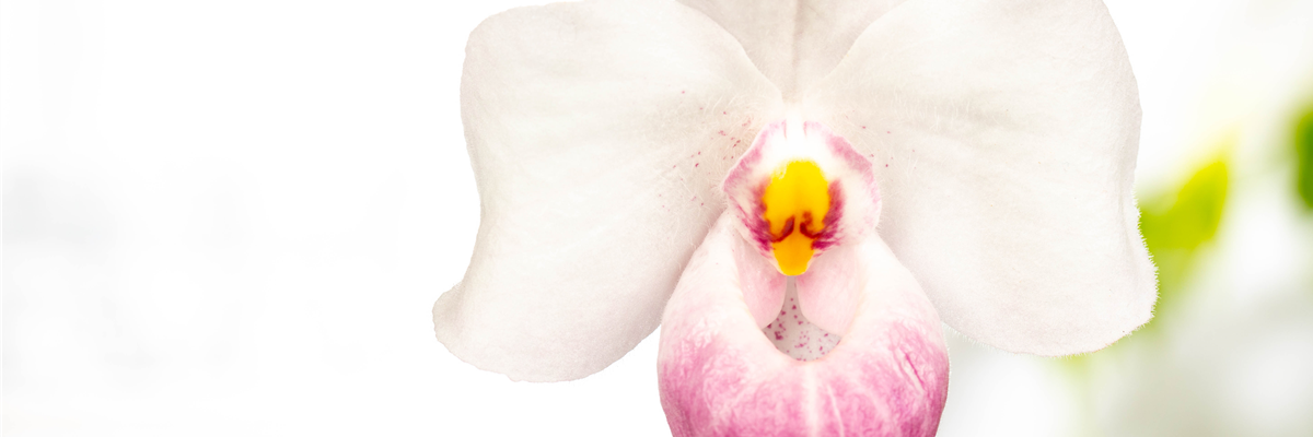 Paphiopedilum delenatii