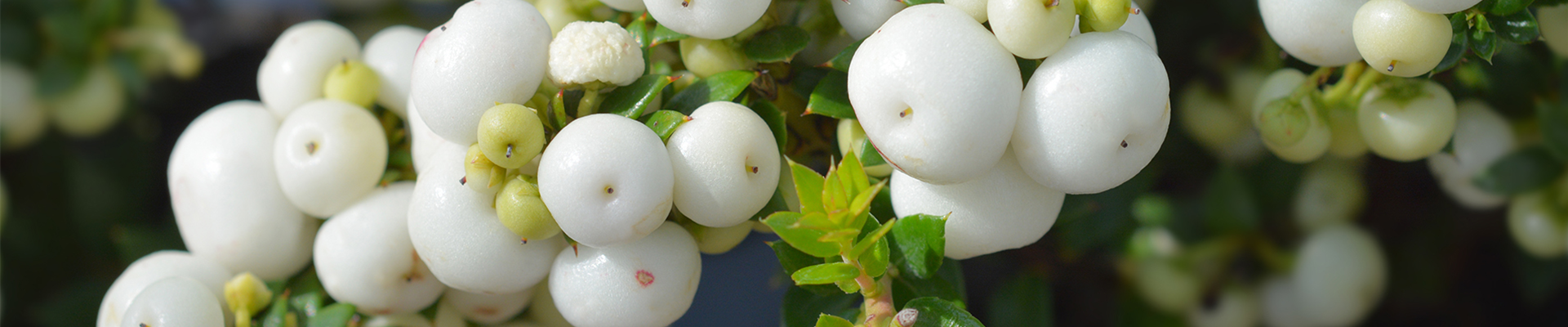 Pflanze des Monats November: Torfmyrte