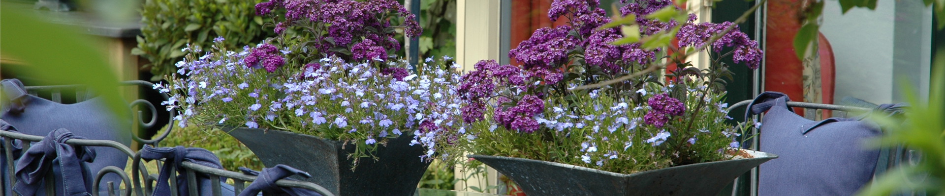 Tischdekoration mit Vanilleblumen