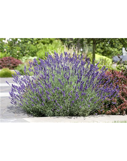 PFLANZE DES MONATS JUNI: LAVENDEL