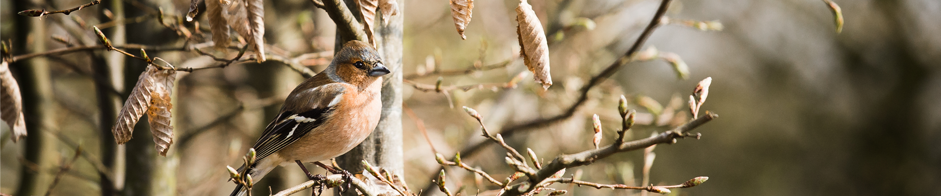Gehölze für Vögel