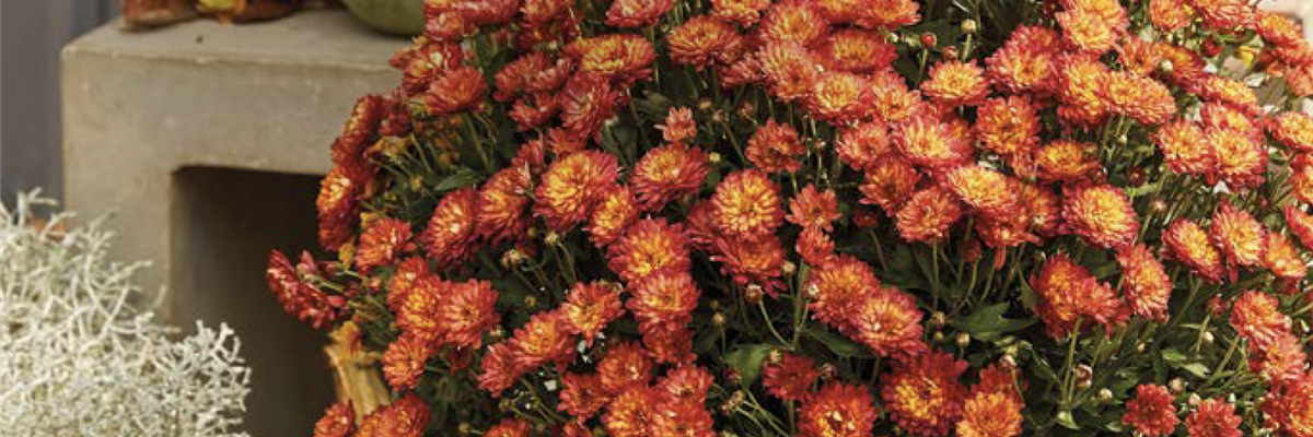 derherbstistbunt