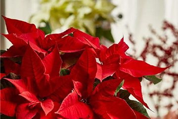 BLÜHENDE GESCHENKIDEEN!