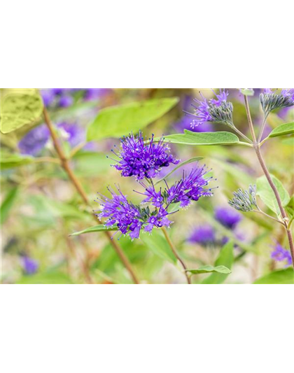 BARTBLUME