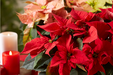 ES WEIHNACHTET AUF BALKON & TERRASSE!