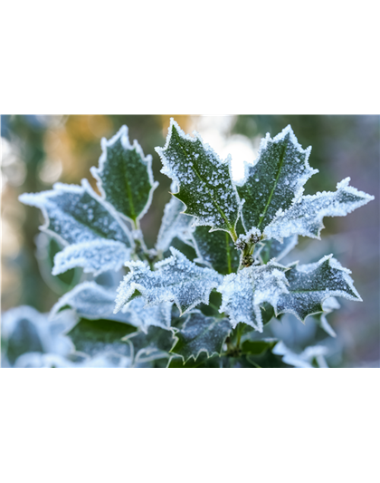 Pflanze des Monats Dezember: Stechpalme