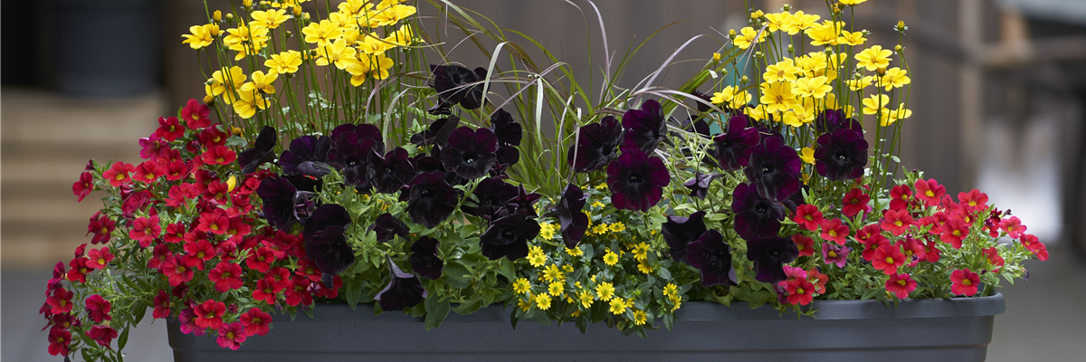 HEIMSPIEL FÜR IHREN BALKON! 