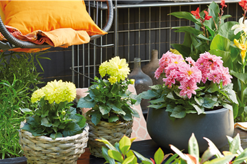 INSEKTENFREUNDLICHES FRÜHJAHR!