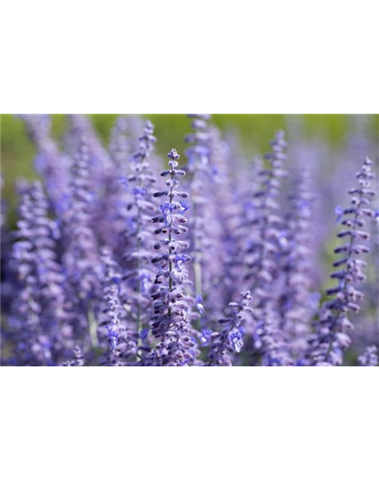 PFLANZE DES MONATS JULI: BLAURAUTE