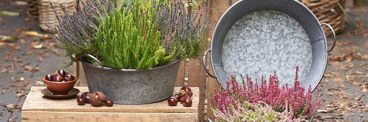 HEIDE - WOHIN DAS AUGE REICHT!