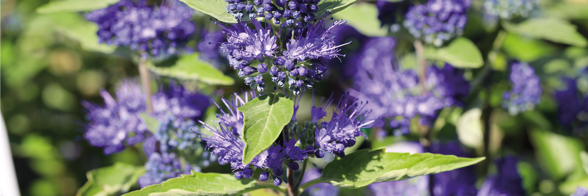 PFLANZE DES MONATS AUGUST: BARTBLUME