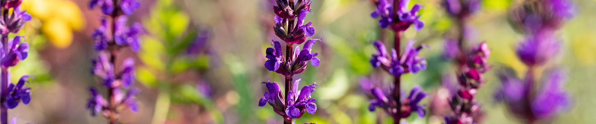 Salvia nemorosa 'Caradonna'