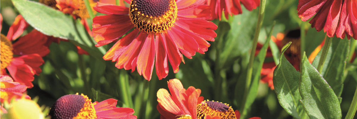 PFLANZE DES MONATS SEPTEMBER: SONNENBRAUT