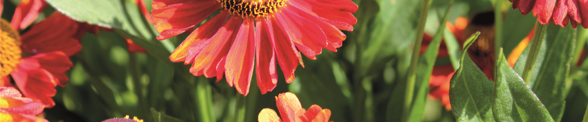 PFLANZE DES MONATS SEPTEMBER: SONNENBRAUT