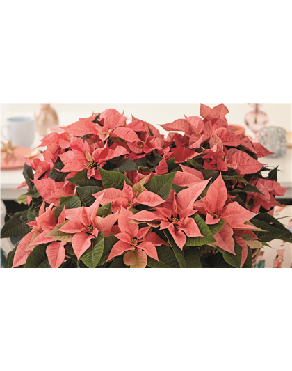 KLASSISCHE WEIHNACHTEN!