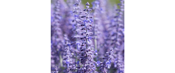 LILA LAUNE BLüTEN!