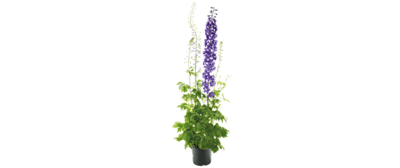 LILA LAUNE BLüTEN!