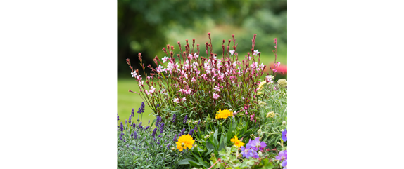 LILA LAUNE BLüTEN!