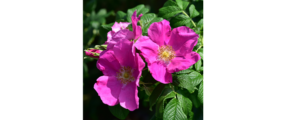 LILA LAUNE BLüTEN!