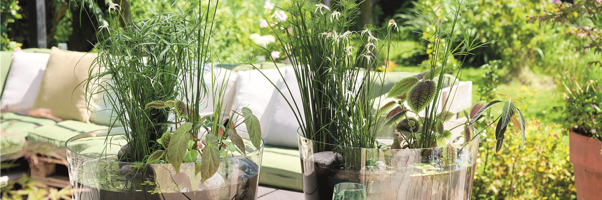 FASZINATION WASSERGARTEN!