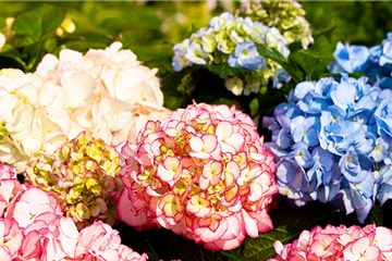 AUSZEIT IM GARTEN! AUSZEIT IM GARTEN!