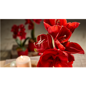 AMARYLLIS AMARYLLIS