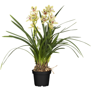 Cymbidium