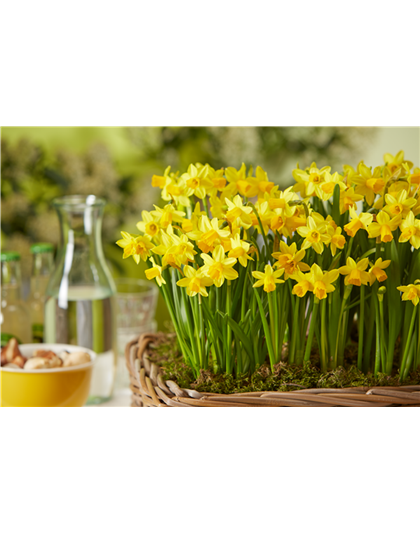 PFLANZE DES MONATS FEBRUAR: NARZISSE