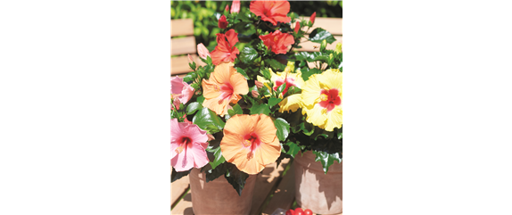 URLAUBSGEFÜHLE ZUHAUSE! 