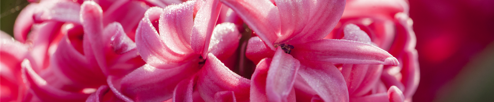 Hyacinthus orientalis 'Jan Bos'