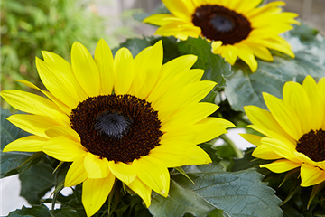 Die Sonnenblume