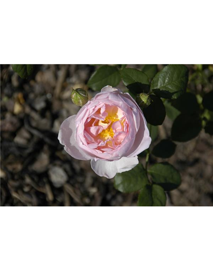 WIE GEHT... ROSEN üBERWINTERN?