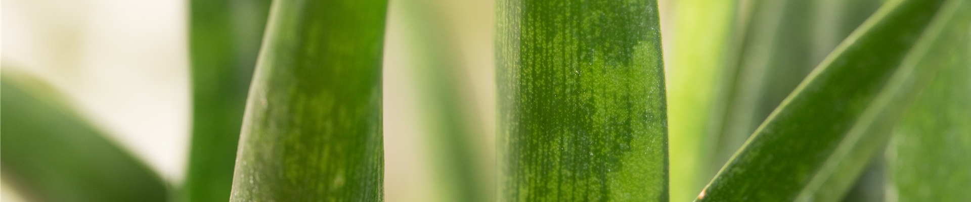 Sansevieria kirkii 'Friends'
