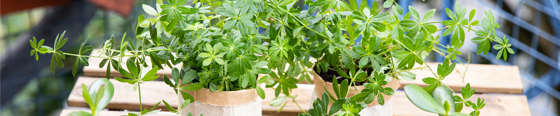 Upcycling - Pflanzentüte