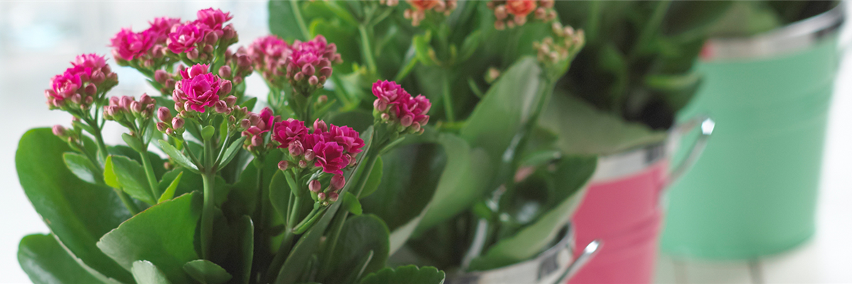 FLAMMENDES KäTHCHEN