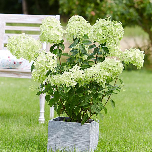 Rispenhortensie