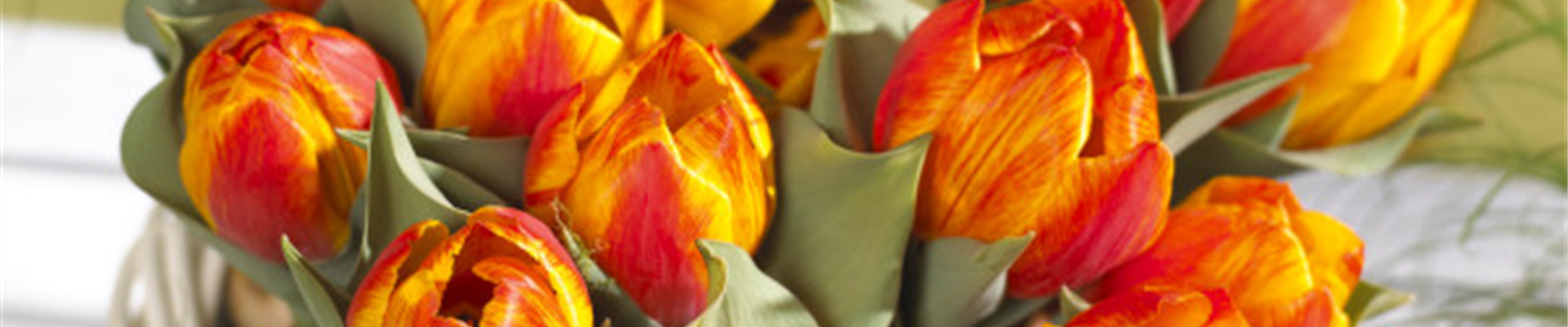 BLUMENZWIEBELN IM GLAS