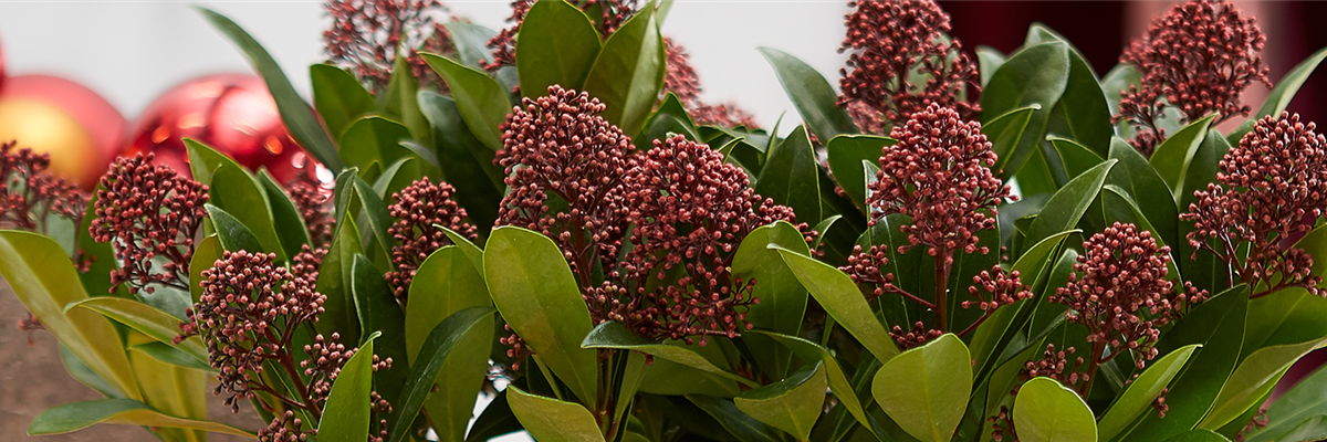 PFLANZE DES MONATS NOVEMBER: SKIMMIE