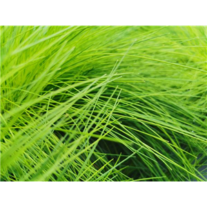 WIE GRäSER DEN GARTEN AUFWERTEN!