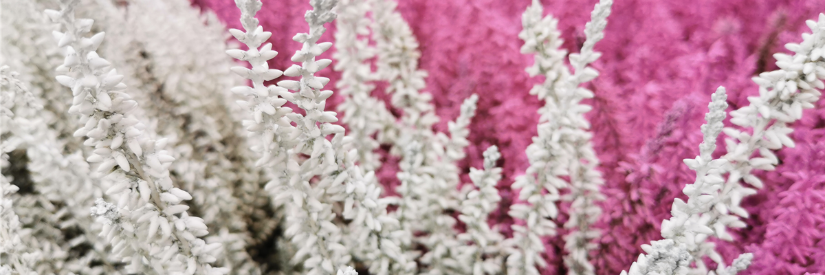 WIE GEHT... HEIDEGARTEN?