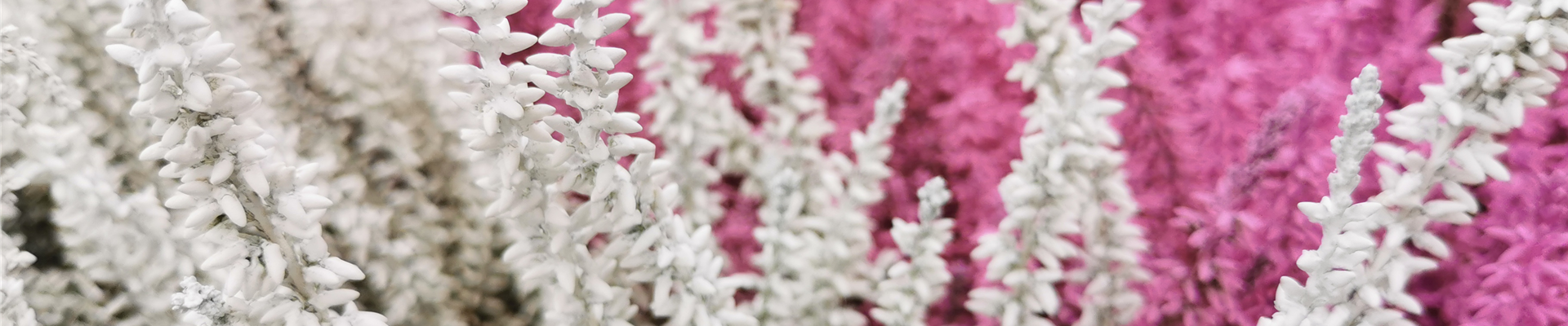 WIE GEHT... HEIDEGARTEN?