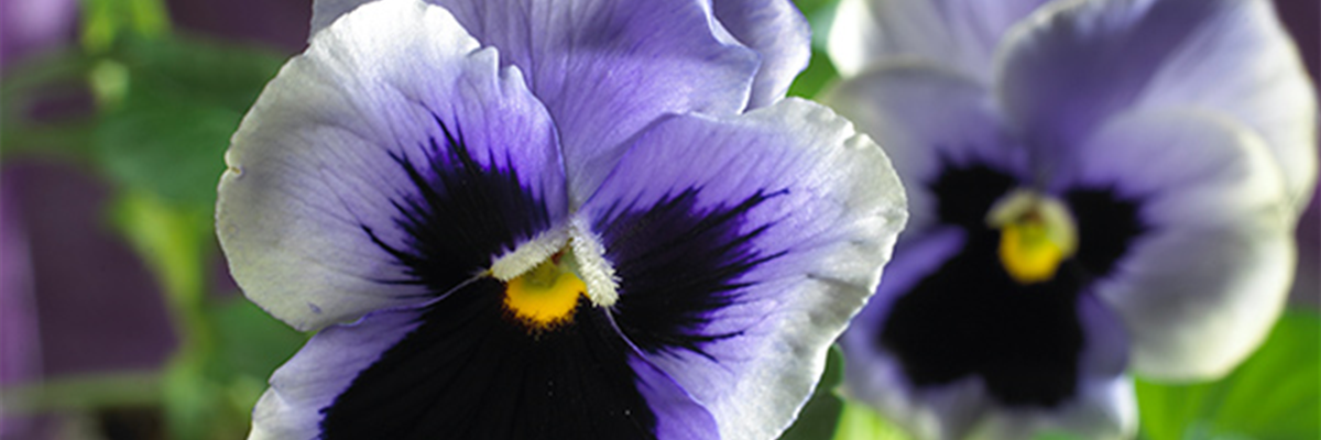 STIEFMÜTTERCHEN SIND WINTERRESISTENT