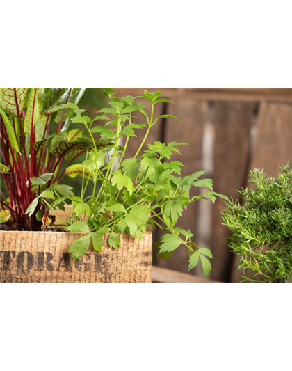KRäUTER AUF DEM BALKON!
