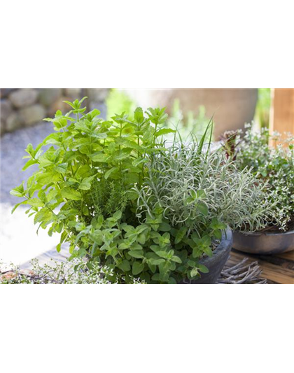 MIT FRISCHEN KRäUTERN IN DEN FRüHLING