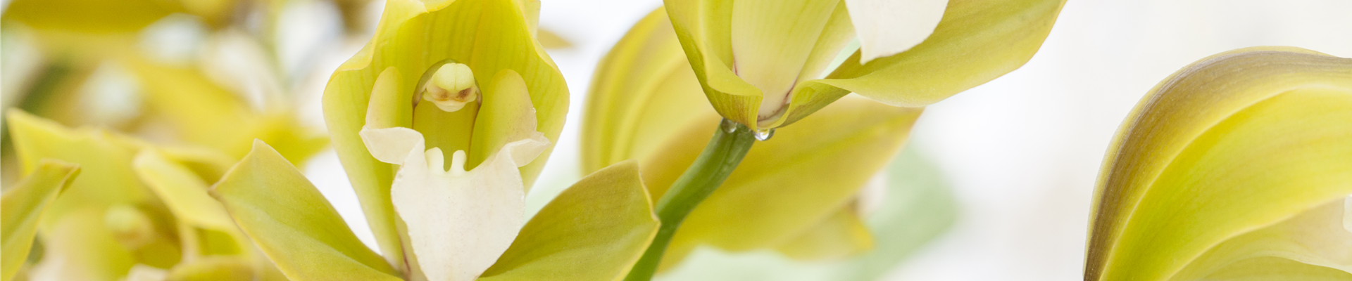 Cymbidium