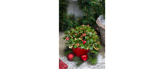 IMMERGRüNE OUTDOORSTARS