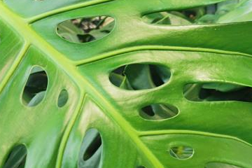 Zimmer-pflanzenteam Zimmer-pflanzenteam